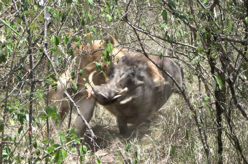 CLIP: Lợn bướu ác chiến nảy lửa với sư tử giành sự sống