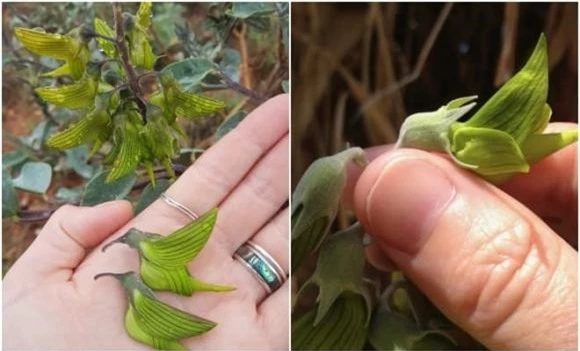 Crotalaria Cunninghamii, hoa chim xanh, hoa chim vương giả, hoa giống loài chim