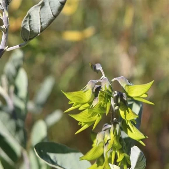 Crotalaria Cunninghamii, hoa chim xanh, hoa chim vương giả, hoa giống loài chim