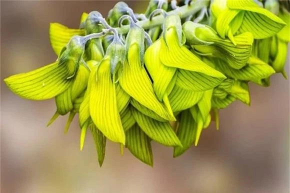 Crotalaria Cunninghamii, hoa chim xanh, hoa chim vương giả, hoa giống loài chim