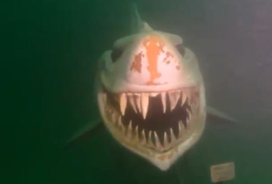 Phát hiện ‘quái vật khổng lồ’ dưới đáy hồ, nụ cười quái dị gây ám ảnh, sự thật phía sau mới bất ngờ