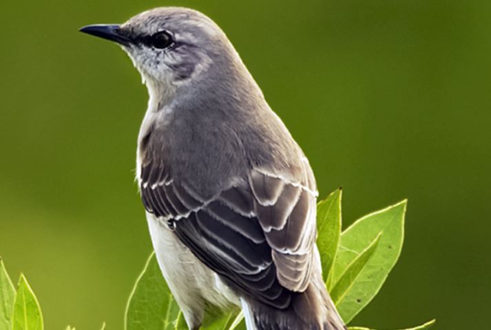 Lý do con người hiếm khi nhìn thấy xác chim, bí ẩn giác quan lượng tử chúng ta không bao giờ có được