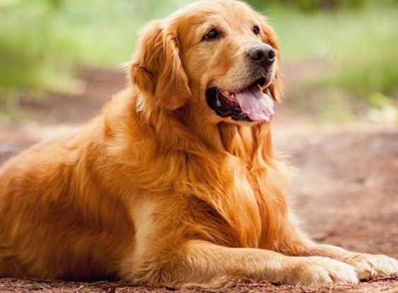 Vì sao con người chọn thuần hóa chó đầu tiên dù từng là kẻ thù không đội trời chung với nhau?