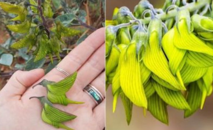 Chiêm ngưỡng loài hoa được gọi là 'chim', vừa xinh đẹp lạ lùng lại còn làm dược liệu khá tốt