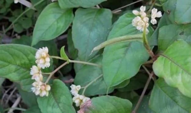 Loài cây có tên đọc 'méo cả mồm', chữa bệnh khá tốt, mọc hoang khắp vùng nông thôn Việt Nam
