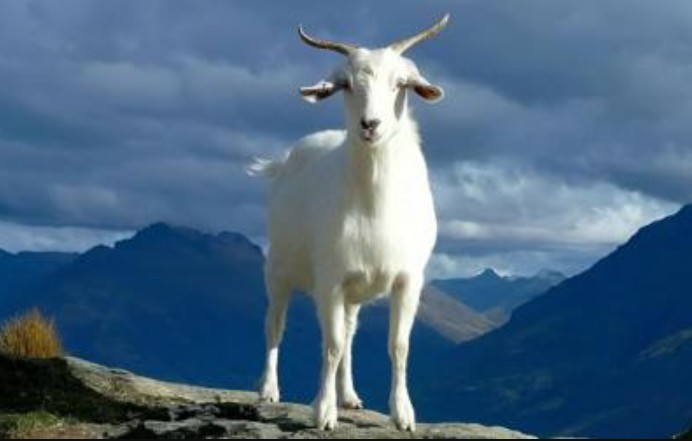 Tử vi ngày 6/11/2024 của 12 con giáp: Tuổi Mùi may mắn và thuận lợi, có quý nhân giúp đỡ