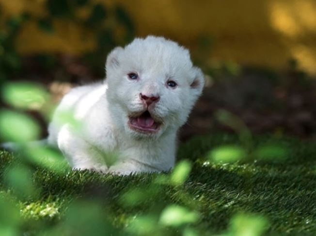 Top động vật bạch tạng quý hiếm bậc nhất hành tinh: Việt Nam hãnh diện sở hữu 2 loài vô giá