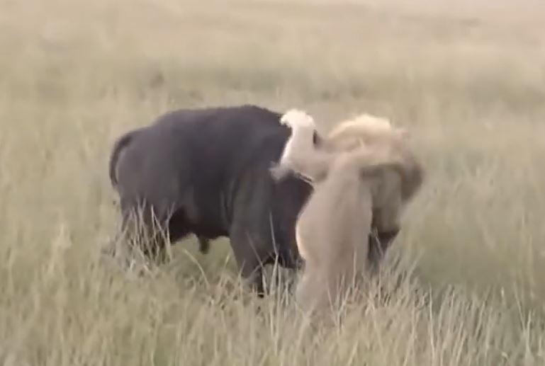 CLIP: Bị sư tử vồ, trâu rừng phản đòn cực gắt khiến vua đồng cỏ co giò bỏ chạy