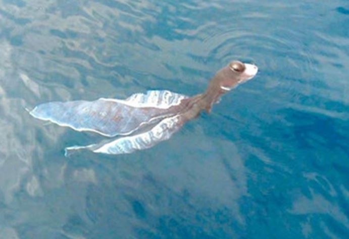 Điểm lại những lần ‘thủy quái’ xuất hiện tại Việt Nam khiến dư luận sững sờ: Số 1 là loài gắn với tâm linh