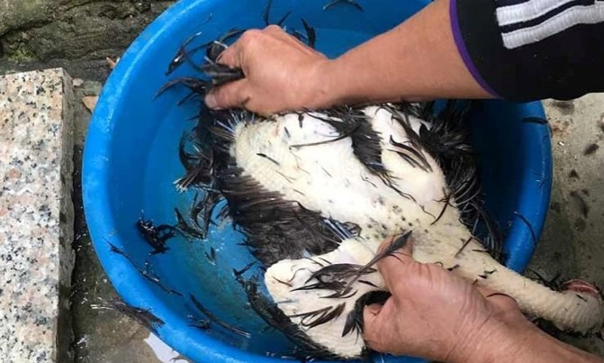 Mẹo vặt lông gà đơn giản và cách làm sạch gà nhanh nhất, ai cũng có thể làm được