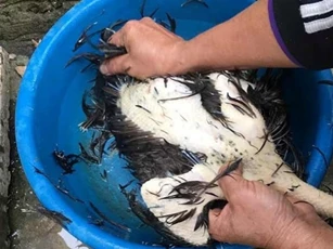 Mẹo vặt lông gà đơn giản và cách làm sạch gà nhanh nhất, ai cũng có thể làm được
