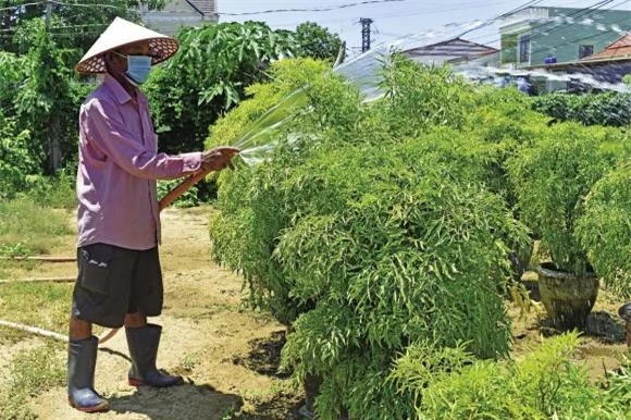 đinh lăng, trồng cây đinh lăng, kiến thức 