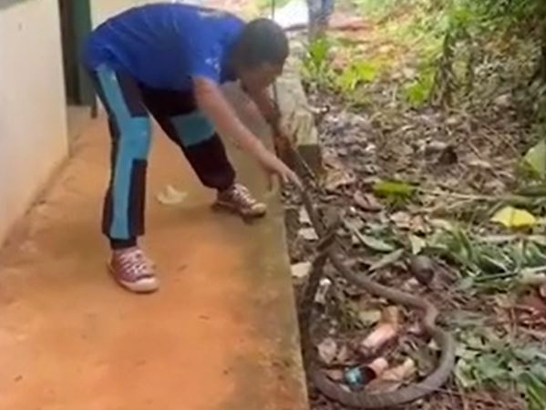 CLIP: Kinh hãi trước cảnh người đàn ông dùng tay không bắt rắn hổ mang chúa 'khủng'