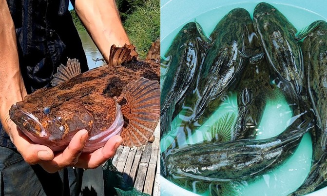 Loài cá nước ngọt của Việt Nam từng bị chê ít người ăn được, nay bán tới 500.000 đồng/kg