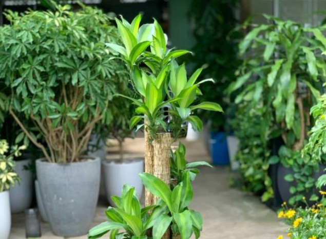 Hai loại cây hàng đầu giúp gia chủ giữ của, thu hút vận may nếu trồng trước nhà