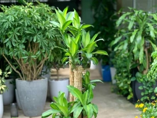 Hai loại cây hàng đầu giúp gia chủ giữ của, thu hút vận may nếu trồng trước nhà