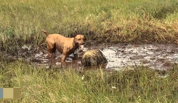 CLIP: Chú chó "nhận bài học đắt giá" khi tấn công nhím