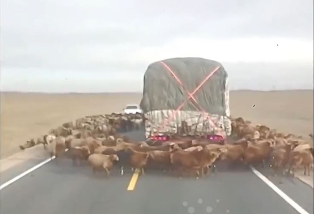 Clip: Kỳ lạ đàn cừu liên tục đi vòng quanh xe tải