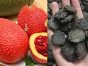 Ăn gấc nhiều người thường bỏ hạt đi nhưng không ngờ đây là 'tiên dược' giá cao