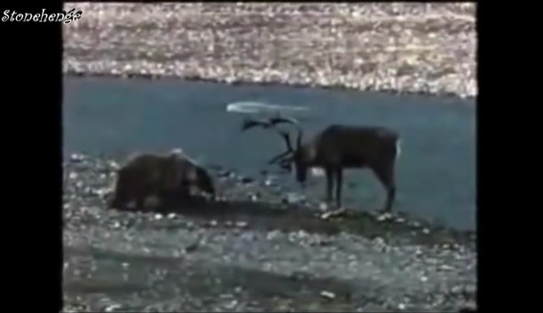 CLIP: Trận chiến sinh tử giữa nai sừng tấm và gấu xám, cái kết đầy bất ngờ