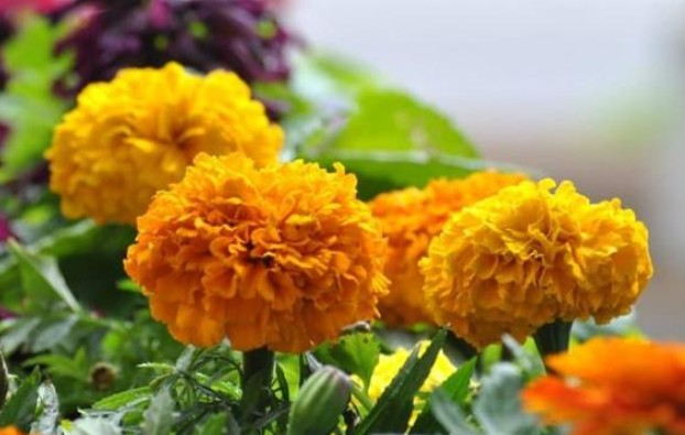 Lo&#xE0;i hoa n&#xE0;y c&#xF3; t&#xEA;n r&#x1EA5;t hay v&#xE0; mang &#xFD; ngh&#x129;a &#x111;&#x1EB9;p nh&#x1B0;ng &#x111;&#x1EA1;i k&#x1EF5; khi &#x111;&#x1EB7;t l&#xEA;n ban th&#x1EDD; th&#x1EAF;p h&#x1B0;&#x1A1;ng