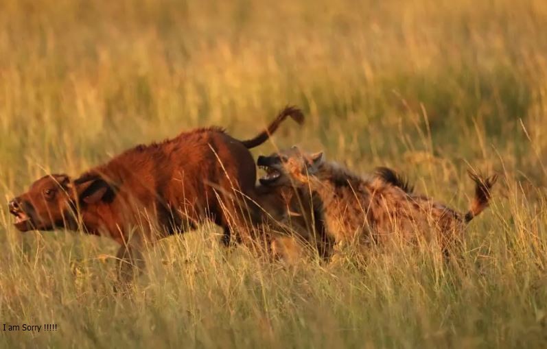 CLIP: Linh cẩu hạ sát trâu rừng con, nhưng bị sư tử ‘hớt tay trên’