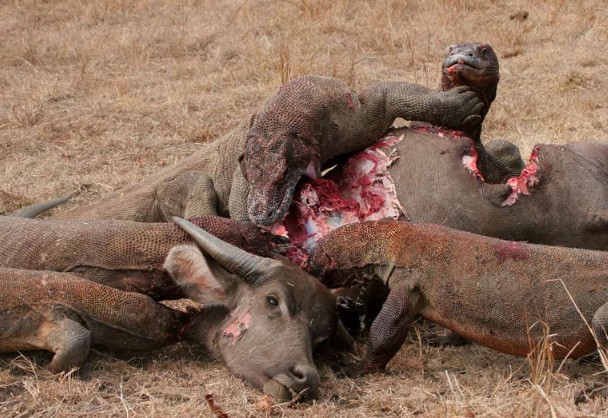 CLIP: Rồng Komodo hạ gục trâu chỉ với một cú cắn chí mạng