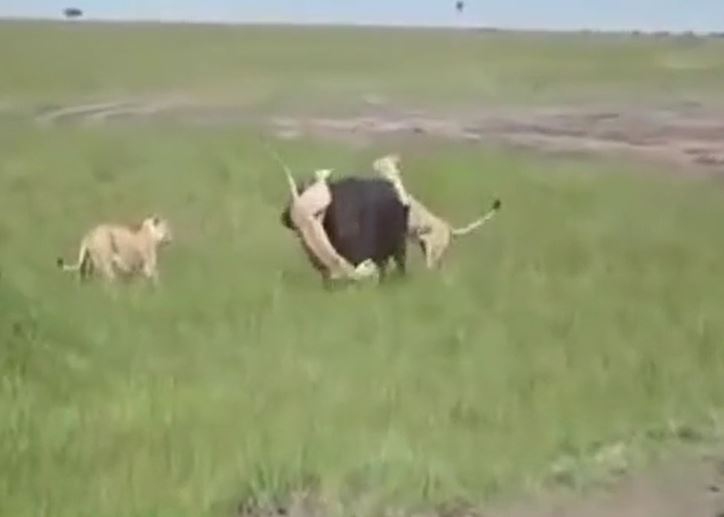 CLIP: Bị đàn sư tử truy sát, trâu rừng mẹ nổi điên húc văng sư tử nhưng cái kết lại khiến người xem rơi nước mắt