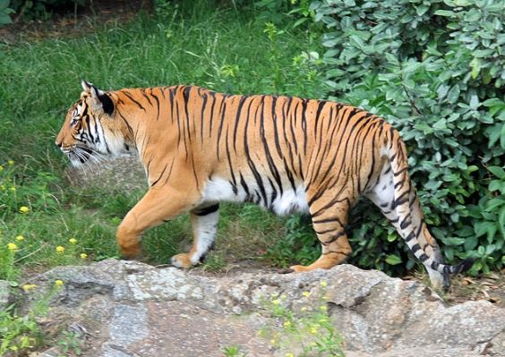 3 động vật đáng sợ nhất thế giới từng khiến lính Mỹ kinh hãi: Có 1 loài cực quý hiếm của Việt Nam