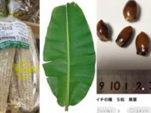 Ở Việt Nam 5 thứ này 'cho không ai lấy' nhưng lại được bán với giá cao ở nước ngoài