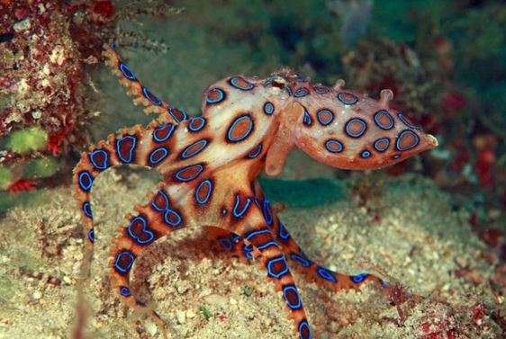 Top sinh vật biển nguy hiểm nhất hành tinh: Nhiều loài có ở Việt Nam, số 3 nghe tên đã run rẩy