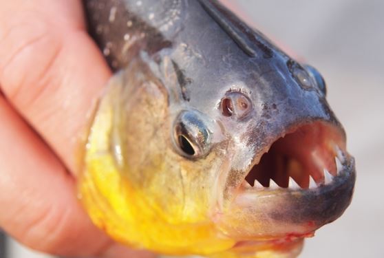 10 loài cá nguy hiểm nhất thế giới: ‘Ác ma’ nguy hiểm hơn cả cá mập trắng có rất nhiều ở Việt Nam