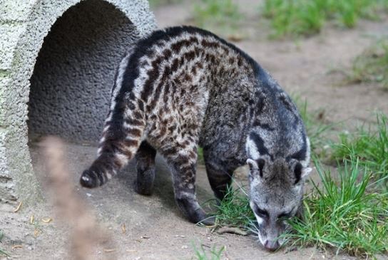 Lo&#xE0;i th&#xFA; qu&#xFD; hi&#x1EBF;m t&#x1EEB;ng b&#x1ECB; ngh&#x129; &#x111;&#xE3; tuy&#x1EC7;t ch&#x1EE7;ng b&#x1ED7;ng t&#xE1;i xu&#x1EA5;t &#x1EDF; Vi&#x1EC7;t Nam, &#x111;&#x1B0;&#x1EE3;c c&#x1EA3; th&#x1EBF; gi&#x1EDB;i c&#xF9;ng b&#x1EA3;o v&#x1EC7;