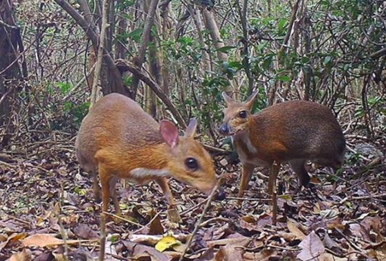 Lo&#xE0;i th&#xFA; qu&#xFD; hi&#x1EBF;m b&#x1EAD;c nh&#x1EA5;t ng&#x1EE1; &#x111;&#xE3; tuy&#x1EC7;t ch&#x1EE7;ng b&#x1ED7;ng t&#xE1;i xu&#x1EA5;t th&#x1EA7;n k&#x1EF3; &#x1EDF; Vi&#x1EC7;t Nam, khi&#x1EBF;n c&#x1EA3; th&#x1EBF; gi&#x1EDB;i s&#x1ED1;t s&#x1EAF;ng