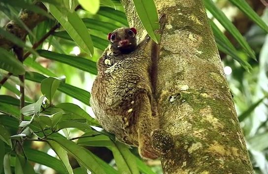Việt Nam có loài sinh vật kỳ dị bậc nhất thế giới, có khả năng khó tin, hiếm người bắt gặp được
