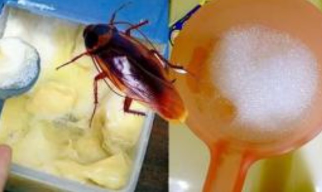 Thủ thuật đuổi gián, kiến ​​và muỗi không còn sống trong nhà! Không ngờ nó có hiệu quả 100% mà nhiều người không biết