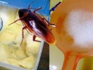 Thủ thuật đuổi gián, kiến và muỗi không còn sống trong nhà! Không ngờ nó có hiệu quả 100% mà nhiều người không biết