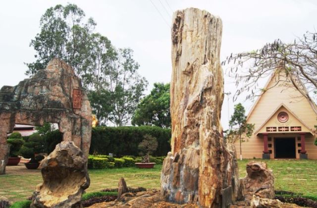 Sự thật ngỡ ngàng về cây gỗ hóa thạch lớn nhất Việt Nam: Nặng đến 8 tấn, quý như kim cương, triệu năm không kiếm được!