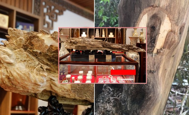 Khối gỗ trầm hương quý hiếm có hình 'Thanh bảo kiếm' từng được trả giá 1 tỷ đồng: Khó tìm khối thứ 2