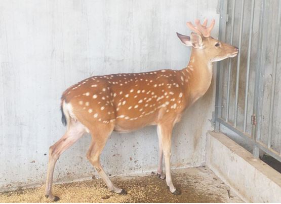 10 lo&#xE0;i &#x111;&#x1ED9;ng v&#x1EAD;t qu&#xFD; hi&#x1EBF;m h&#x1A1;n kim c&#x1B0;&#x1A1;ng c&#x1EE7;a Vi&#x1EC7;t Nam, nhi&#x1EC1;u c&#xE1;i t&#xEA;n b&#x1ECB; di&#x1EC7;t vong trong ti&#x1EBF;c nu&#x1ED1;i