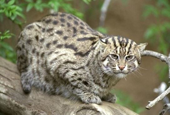 Loài mèo của Việt Nam quý hiếm bậc nhất thế giới: Sở hữu khả năng có 1 không 2, được đưa vào Sách đỏ