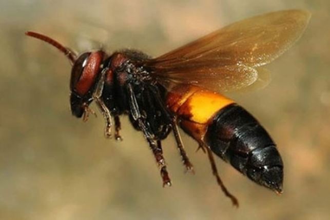 6 loài động vật hiếu chiến nhất thế giới: Việt Nam sở hữu loài nguy hiểm thứ hai, vô cùng đáng sợ