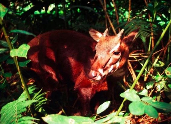 7 loài vật quý hiếm nhất hành tinh sắp biến mất vĩnh viễn, Việt Nam hãnh diện sở hữu 1 loài vô giá