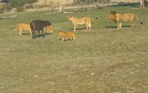 CLIP: Gia đình sư tử hợp sức hạ gục trâu rừng lạc đàn