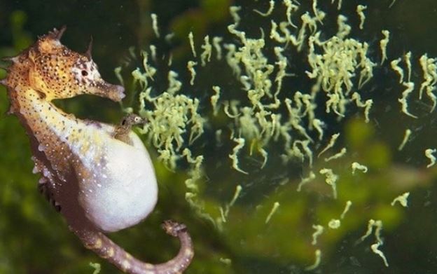 Loài động vật duy nhất trên thế giới con đực mang thai và sinh con, rất thân quen với người Việt Nam