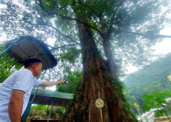 Cận cảnh cây đại cổ thụ của Việt Nam có tuổi thọ ngang ‘ông Bành Tổ’, mang ý nghĩa tâm linh đặc biệt