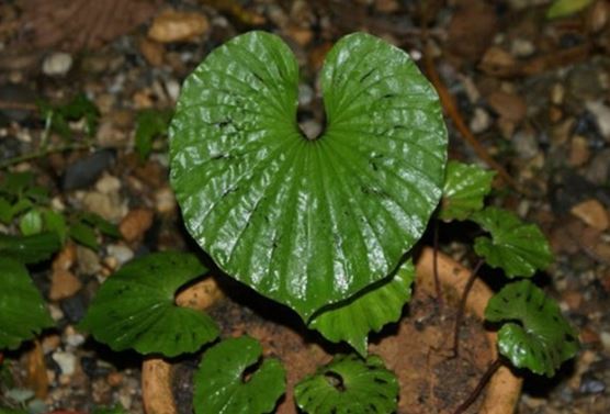 Việt Nam sở hữu loài cây hiếm có khó tìm nhất thế giới, nhiều người bản địa cũng chưa từng được thấy