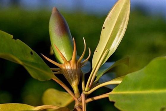 Việt Nam sở hữu loài cây kỳ dị nhất thế giới, có khả năng sinh và nuôi con giống hệt động vật