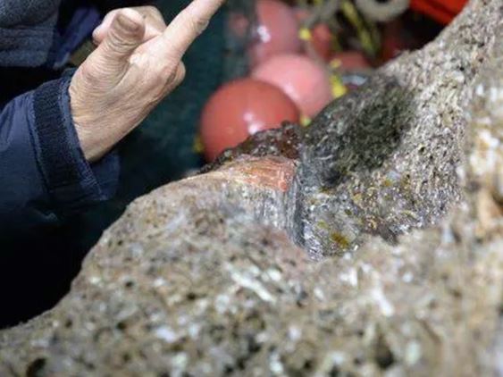 Người đàn ông đánh cá vớt được khúc gỗ lạ, sốc khi chuyên gia tiết lộ giá trị lên đến hơn 3.400 tỷ