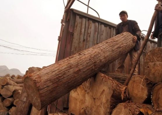 Một loại gỗ vùng nông thôn được gọi là ‘gỗ goàng đế’, đắt hơn vàng: Nhiều người không biết đã dùng nó làm củi!